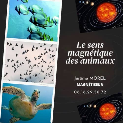 magnetisme animal jerome morel voyant